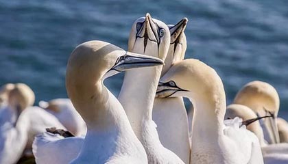 官方：詹姆斯战纽卡的任意球世界波当选切尔西12月最佳进球