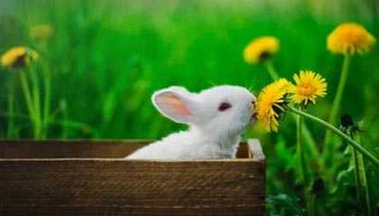 力争境外参赛新突破 米兰冬奥会中国健儿前景展望